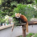 ひよこ