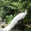 ひよこ