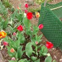 2011年5月18日（水）