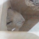 ギロチン