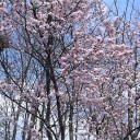 花見の焼肉といえば、北海道ではやはりジンギスカン？！