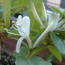 花が咲きました。