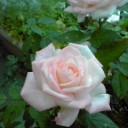 花が咲きました。