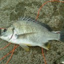 エビ撒き釣り