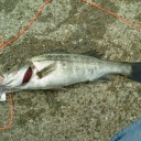 エビ撒き釣り