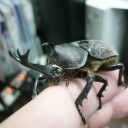 脱走カブトムシ回収！
