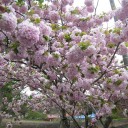 遅咲きの桜を観に行った