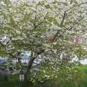 遅咲きの桜を観に行った