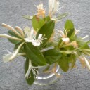 金銀花（二つ目、訂正しました）