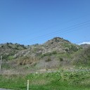 山に咲いてる