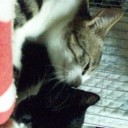 ネコちゃんず230日目