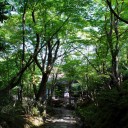 みどりまぶし　　blight sunshine bud flush