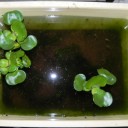 馬鹿につける特効薬　“愚か者の事件簿４”　の巻