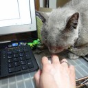 眼鏡っコ世にはばかる　“実録：猫との闘争１００日”　の巻