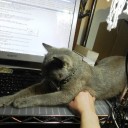 眼鏡っコ世にはばかる　“実録：猫との闘争１００日”　の巻
