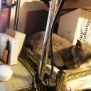 眼鏡っコ世にはばかる　“実録：猫との闘争１００日”　の巻