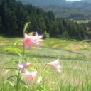 下田・北五百川の棚田