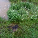 初めての田植え経験