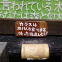 ありのみコース