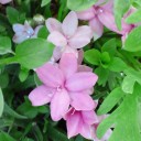 2011年6月15日（水）
