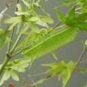 最悪の始まり？　“転がる石のようにごろんごろん”編　