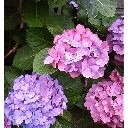 紫陽花の季節