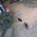 にゃんこの大群
