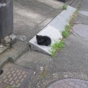 にゃんこの大群