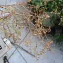 とろとろに煮蕩けろ