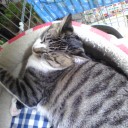 ネコちゃんず233日目