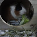 モモちー