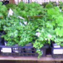 植木市。