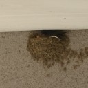 一眼レフの画像が上げられなかった。