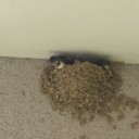 一眼レフの画像が上げられなかった。