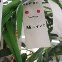 君の願いとぼくのウソをあわせて。