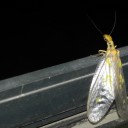 ゾンビとヘビとチキンなあたし　“慣れと諦めと愛情と”　の巻