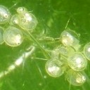 ※やる気がないのでっ！　“冷やし中華始めました”　の巻