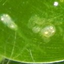 ※やる気がないのでっ！　“冷やし中華始めました”　の巻