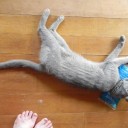 「暑い！」と言ったら罰金１００円　“冷やし猫始めました”　の巻
