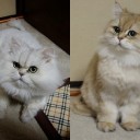 【ドラフト】【NWS】 ８回分のピック譜うｐした