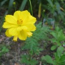 ゆうにゃんへ　お花レポート