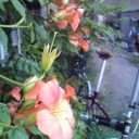 薔薇と。。。