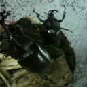 オオクワとカブトムシ里親へ
