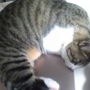 ネコちゃんず282日目