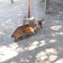 犬とか猫じゃないの