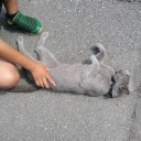 新しいライフスタイルの提案　“CYOKUとあたしと猫と猫と猫の新生活プラン”　の巻