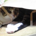 ネコちゃんず285日目