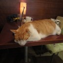 【旅行】 猫カフェ