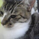 ネコちゃんず289日目
