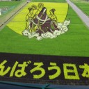 蓮と稲